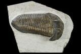 Inflated Parahomalonotus Trilobite - Foum Zguid, Morocco #114808-2